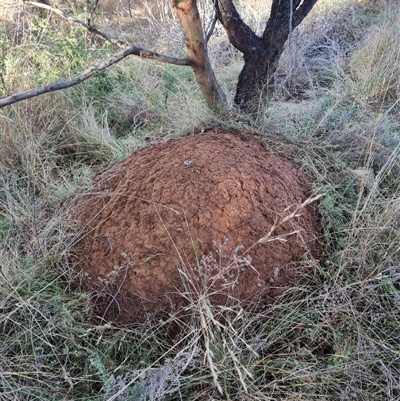 Nasutitermes exitiosus (Snouted termite, Gluegun termite) at Hackett, ACT - 12 Jun 2024 by AaronClausen