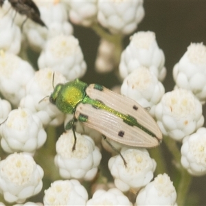 Castiarina sexguttata at Bungonia, NSW - 17 Nov 2024