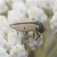 Castiarina sexguttata at Bungonia, NSW - 17 Nov 2024