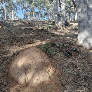 Nasutitermes exitiosus at Campbell, ACT - 12 Jun 2024