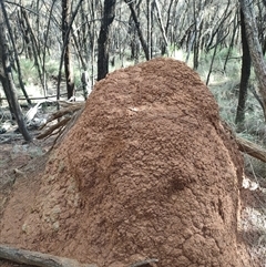 Coptotermes lacteus (Milk Termite) at Watson, ACT - 12 Jun 2024 by AaronClausen