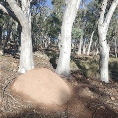 Nasutitermes exitiosus (Snouted termite, Gluegun termite) at Campbell, ACT - 12 Jun 2024 by AaronClausen