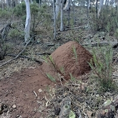 Nasutitermes exitiosus (Snouted termite, Gluegun termite) at Campbell, ACT - 12 Jun 2024 by AaronClausen