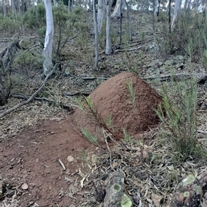 Nasutitermes exitiosus at Campbell, ACT - suppressed