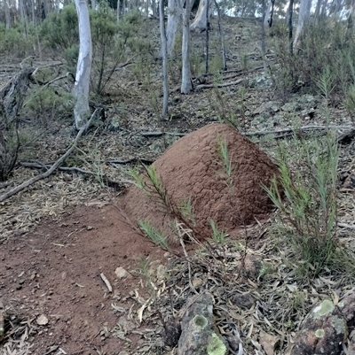 Nasutitermes exitiosus (Snouted termite, Gluegun termite) at Campbell, ACT - 12 Jun 2024 by AaronClausen