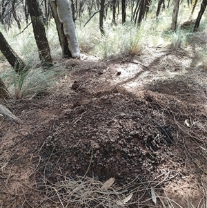 Nasutitermes exitiosus at Watson, ACT - suppressed