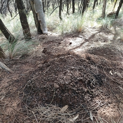 Nasutitermes exitiosus (Snouted termite, Gluegun termite) at Watson, ACT - 12 Jun 2024 by AaronClausen