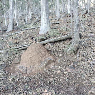 Nasutitermes exitiosus (Snouted termite, Gluegun termite) at Campbell, ACT - 12 Jun 2024 by AaronClausen