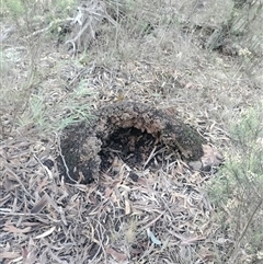 Nasutitermes exitiosus (Snouted termite, Gluegun termite) at Campbell, ACT - 12 Jun 2024 by AaronClausen