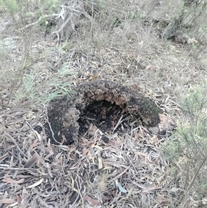 Nasutitermes exitiosus at Campbell, ACT - 12 Jun 2024