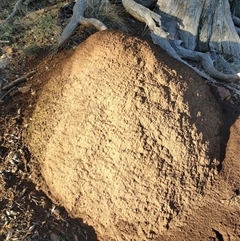 Nasutitermes exitiosus (Snouted termite, Gluegun termite) at Watson, ACT - 12 Jun 2024 by AaronClausen