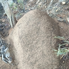 Nasutitermes exitiosus (Snouted termite, Gluegun termite) at Watson, ACT - 13 Jun 2024 by DonFletcher