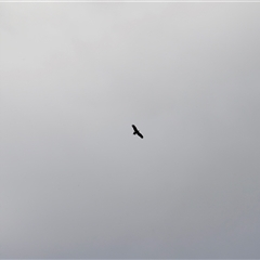 Aquila audax (Wedge-tailed Eagle) at Rendezvous Creek, ACT - 16 Nov 2024 by JimL