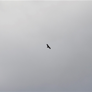 Aquila audax at Rendezvous Creek, ACT - 16 Nov 2024 09:17 AM