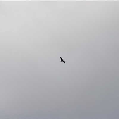 Aquila audax (Wedge-tailed Eagle) at Rendezvous Creek, ACT - 16 Nov 2024 by JimL