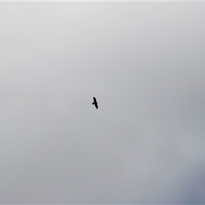 Aquila audax at Rendezvous Creek, ACT - 16 Nov 2024 09:17 AM