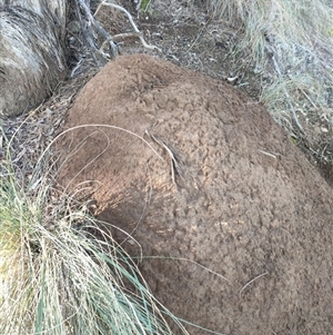 Nasutitermes exitiosus at Watson, ACT - suppressed