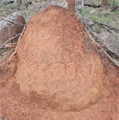 Nasutitermes exitiosus (Snouted termite, Gluegun termite) at Ainslie, ACT - 13 Jun 2024 by AaronClausen