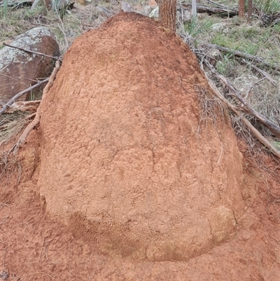 Nasutitermes exitiosus (Snouted termite, Gluegun termite) at Ainslie, ACT - 13 Jun 2024 by AaronClausen