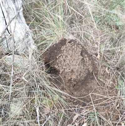 Nasutitermes exitiosus (Snouted termite, Gluegun termite) at Watson, ACT - 13 Jun 2024 by AaronClausen