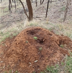 Nasutitermes exitiosus (Snouted termite, Gluegun termite) at Ainslie, ACT - 13 Jun 2024 by AaronClausen