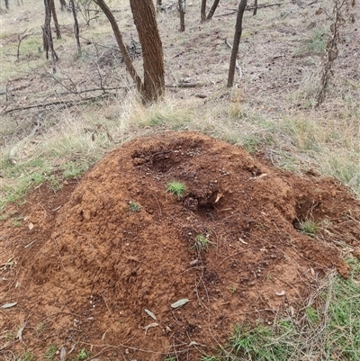 Nasutitermes exitiosus (Snouted termite, Gluegun termite) at Ainslie, ACT - 13 Jun 2024 by AaronClausen