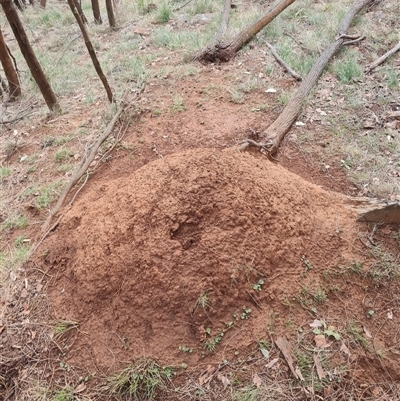 Nasutitermes exitiosus (Snouted termite, Gluegun termite) at Ainslie, ACT - 13 Jun 2024 by AaronClausen