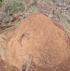 Nasutitermes exitiosus at Ainslie, ACT - 13 Jun 2024