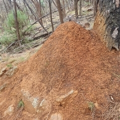 Nasutitermes exitiosus (Snouted termite, Gluegun termite) at Ainslie, ACT - 13 Jun 2024 by AaronClausen