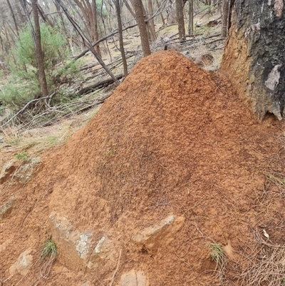 Nasutitermes exitiosus (Snouted termite, Gluegun termite) at Ainslie, ACT - 13 Jun 2024 by AaronClausen