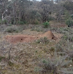 Nasutitermes exitiosus (Snouted termite, Gluegun termite) at Hackett, ACT - 13 Jun 2024 by AaronClausen