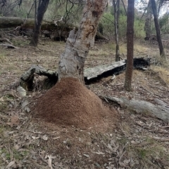 Nasutitermes exitiosus (Snouted termite, Gluegun termite) at Hackett, ACT - 13 Jun 2024 by AaronClausen