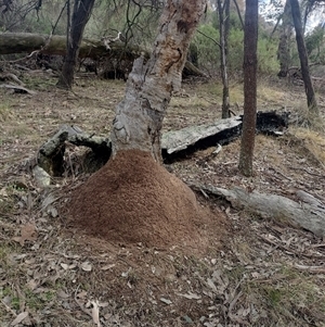 Nasutitermes exitiosus at Hackett, ACT - 13 Jun 2024