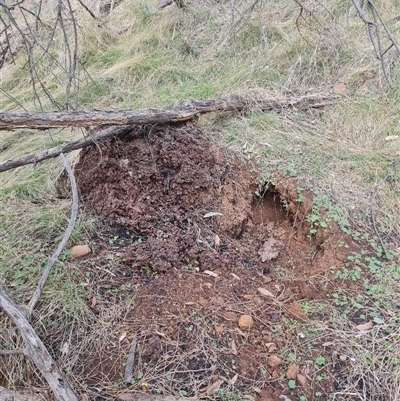 Nasutitermes exitiosus (Snouted termite, Gluegun termite) at Ainslie, ACT - 13 Jun 2024 by AaronClausen