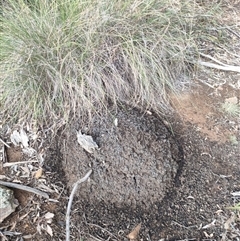 Nasutitermes exitiosus (Snouted termite, Gluegun termite) at Kenny, ACT - 13 Jun 2024 by AaronClausen