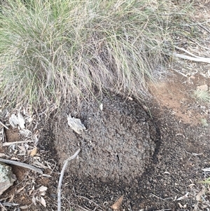 Nasutitermes exitiosus at Kenny, ACT - 13 Jun 2024