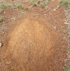 Nasutitermes exitiosus (Snouted termite, Gluegun termite) at Ainslie, ACT - 13 Jun 2024 by AaronClausen