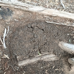 Nasutitermes exitiosus (Snouted termite, Gluegun termite) at Kenny, ACT - 13 Jun 2024 by AaronClausen