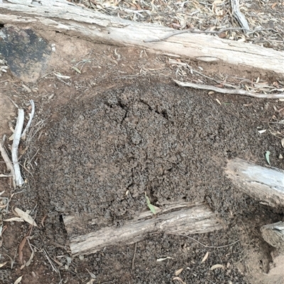 Nasutitermes exitiosus (Snouted termite, Gluegun termite) at Kenny, ACT - 13 Jun 2024 by AaronClausen