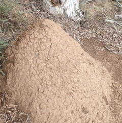 Nasutitermes exitiosus (Snouted termite, Gluegun termite) at Kenny, ACT - 13 Jun 2024 by AaronClausen