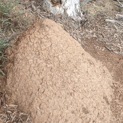 Nasutitermes exitiosus (Snouted termite, Gluegun termite) at Kenny, ACT - 13 Jun 2024 by AaronClausen