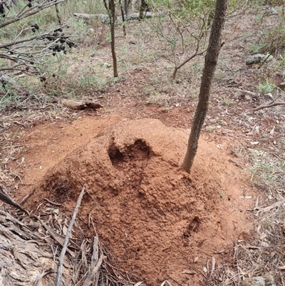 Nasutitermes exitiosus (Snouted termite, Gluegun termite) at Ainslie, ACT - 13 Jun 2024 by AaronClausen