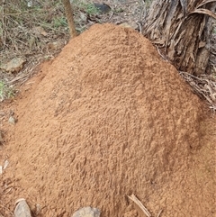 Nasutitermes exitiosus at Ainslie, ACT - suppressed