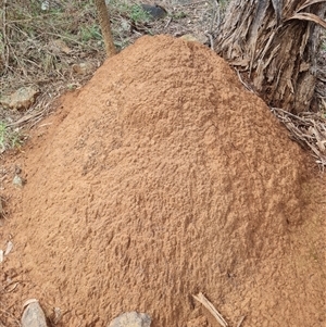 Nasutitermes exitiosus at Ainslie, ACT - suppressed