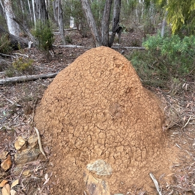 Coptotermes lacteus (Milk Termite) at Bruce, ACT - 13 Jun 2024 by AaronClausen