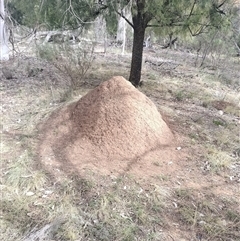 Nasutitermes exitiosus (Snouted termite, Gluegun termite) at Hackett, ACT - 13 Jun 2024 by AaronClausen