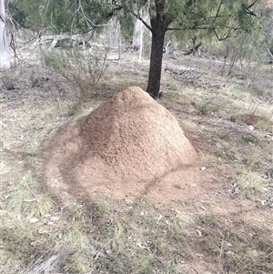 Nasutitermes exitiosus at Hackett, ACT - suppressed