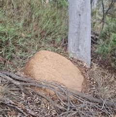 Nasutitermes exitiosus (Snouted termite, Gluegun termite) at Ainslie, ACT - 13 Jun 2024 by AaronClausen