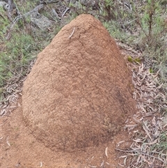 Nasutitermes exitiosus (Snouted termite, Gluegun termite) at Ainslie, ACT - 13 Jun 2024 by AaronClausen