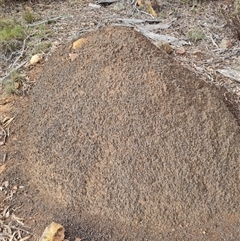 Nasutitermes exitiosus (Snouted termite, Gluegun termite) at Ainslie, ACT - 13 Jun 2024 by AaronClausen